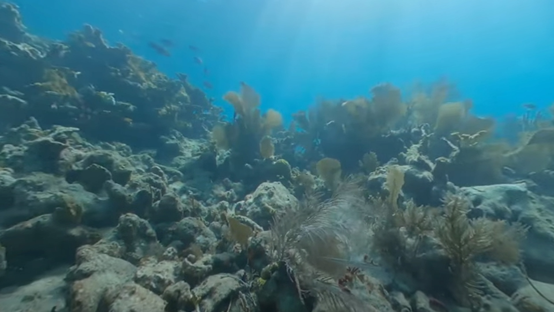 360° VR Florida’s Coral Reef Diving Experience Horseshoe Reef