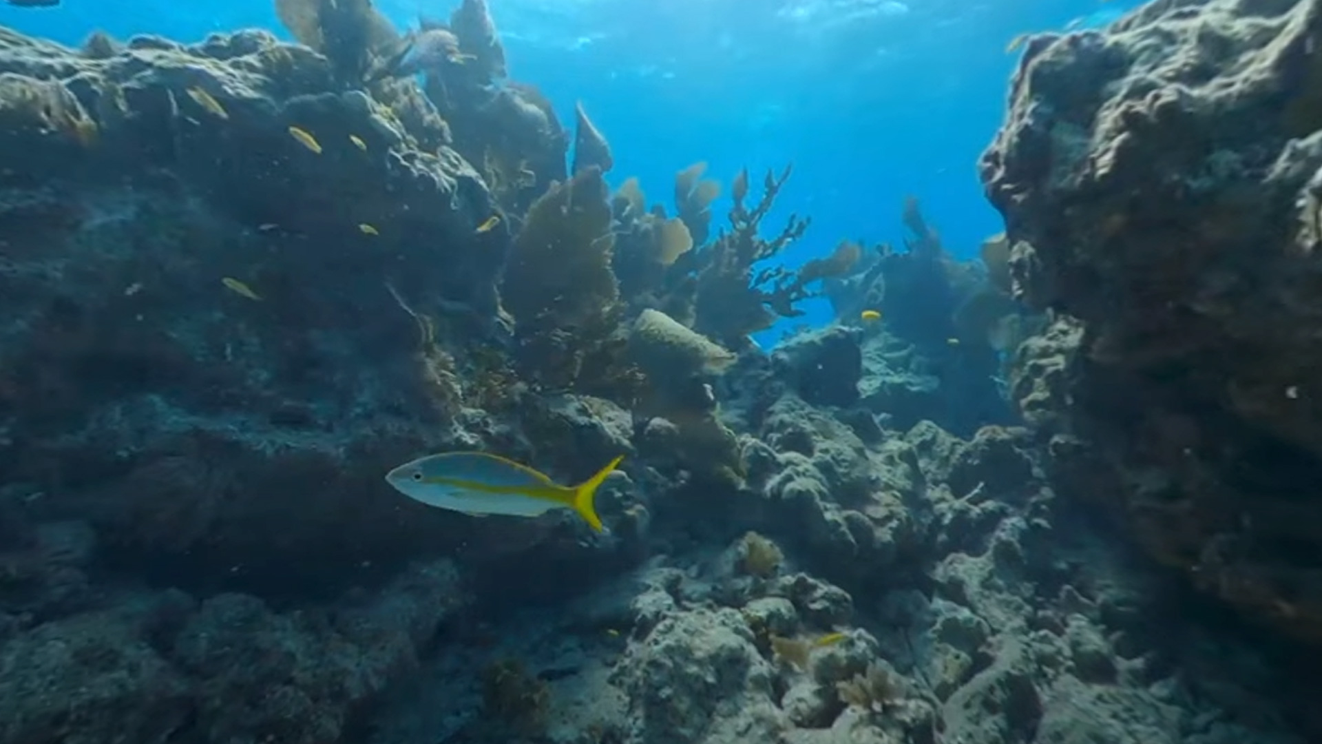 360° VR Florida’s Coral Reef Diving Experience Molasses Reef