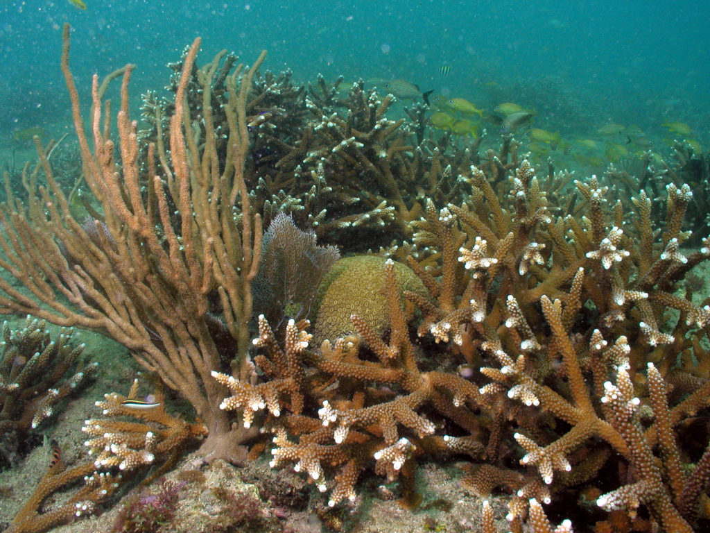 Branching coral