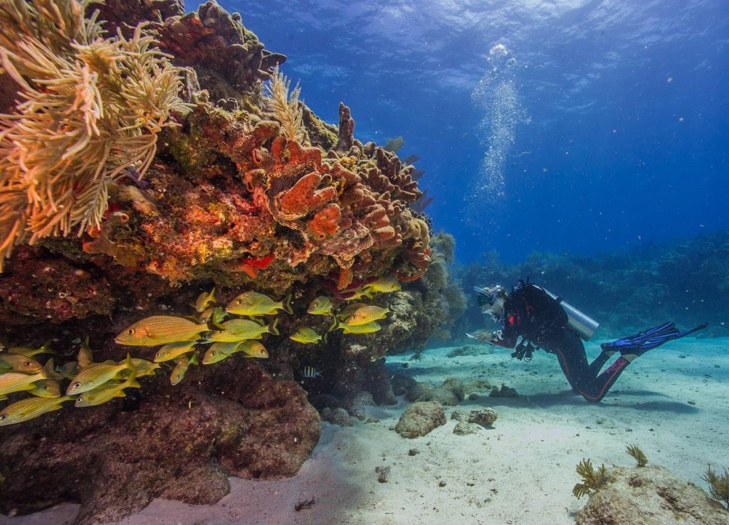 Caption: A diver surveys a massive reef structure in Biscayne National Park, at the heart of Florida’s Coral Reef.  