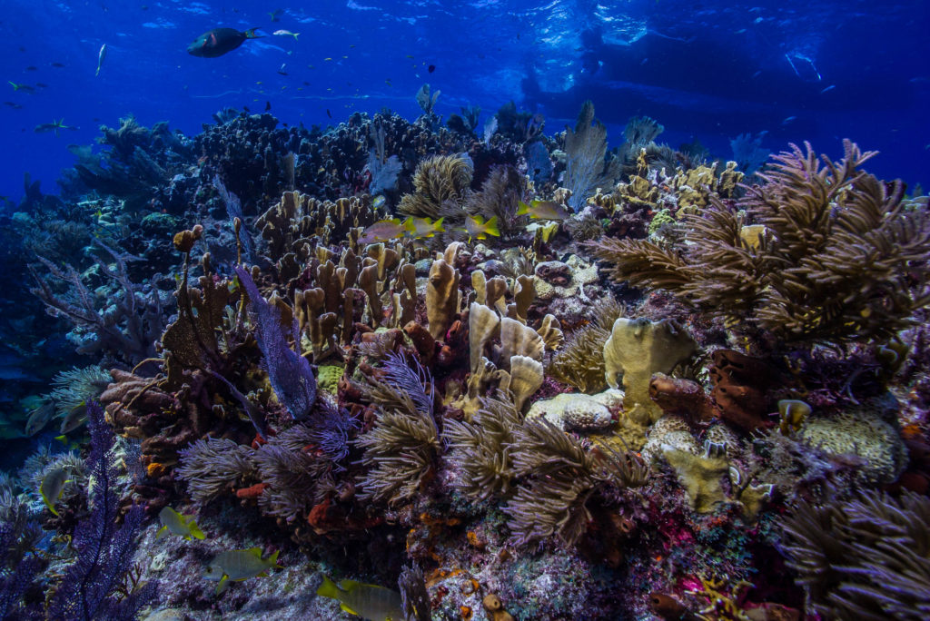 Florida’s Coral Reef is part of a complex, interconnected ecosystem.  