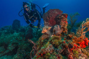 A diver observes an invasive lionfish in Biscayne National Park. 