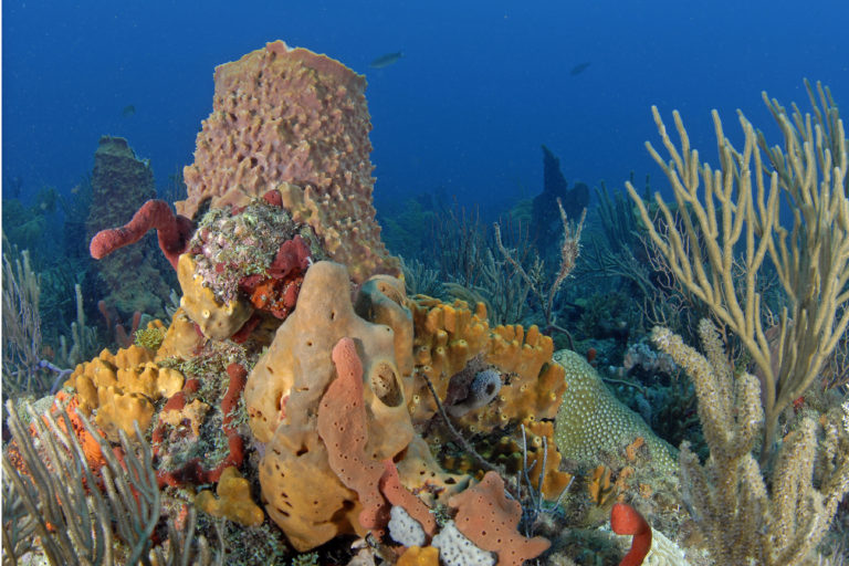 Ecosystem and Habitats - Florida's Coral Reef