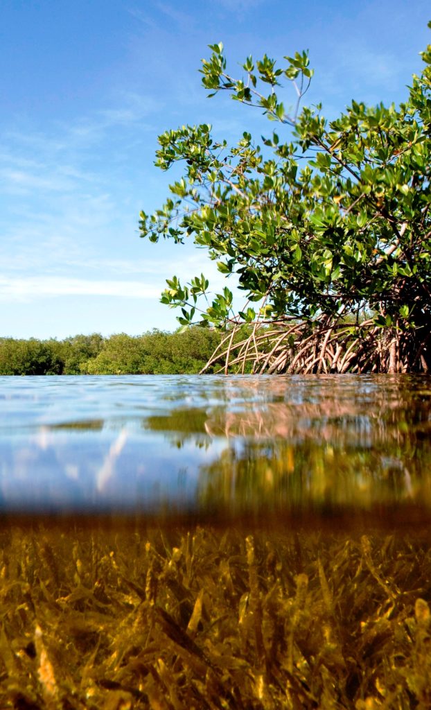 Ecosystem and Habitats - Florida's Coral Reef