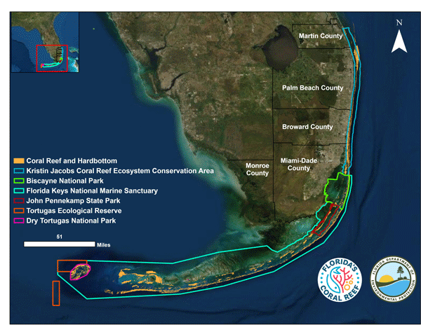 Fields of Caribbean staghorn corals discovered off Florida coast, Reef  Builders