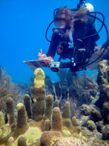 Dr. Karen Neely monitors a pillar coral (Dendrogyra cylindricus) displaying SCTLD. 