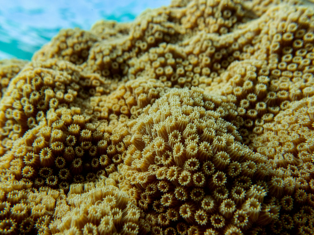 mountainous star coral