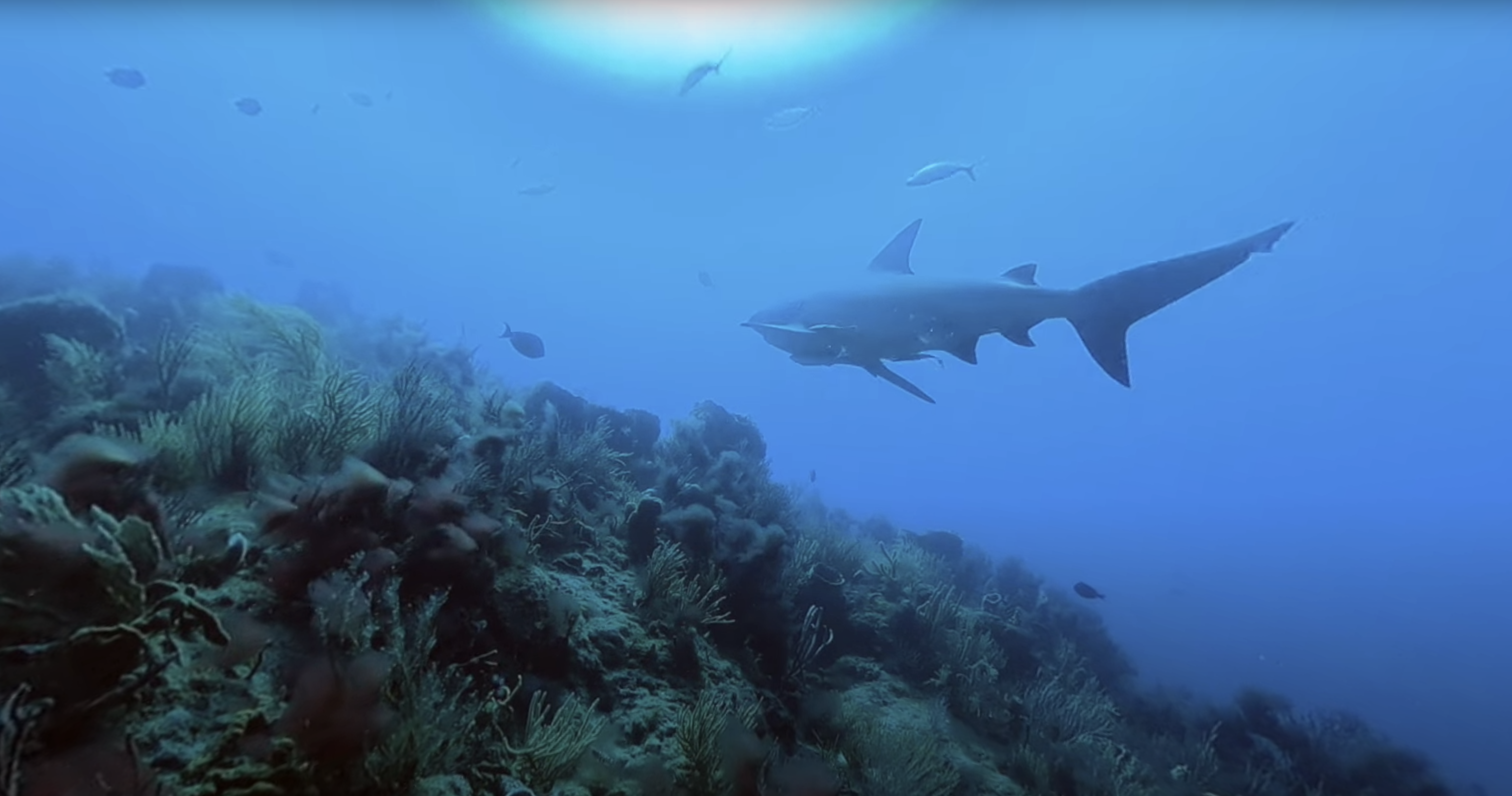 Caribbean Reef Sharks – Making their home on the Key Largo Reefs