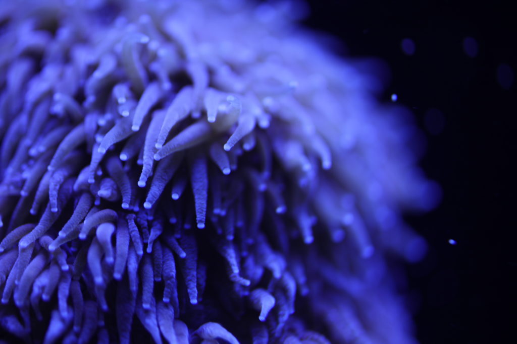 an experiment showed that the growth of pillar coral