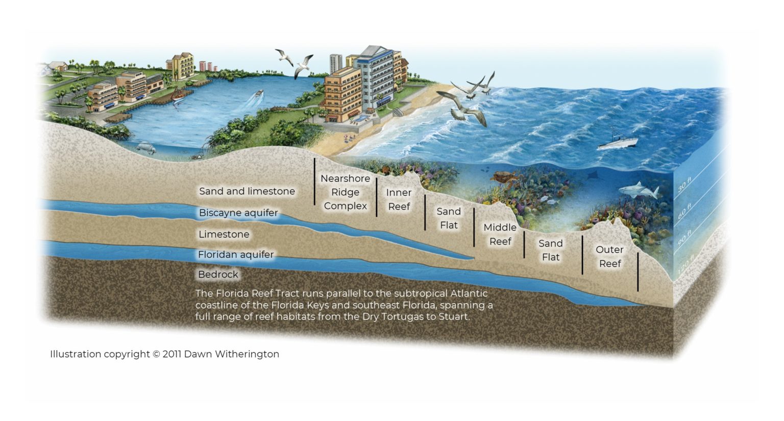 Coral Facts - Southeast Florida Coral Reef Initiative