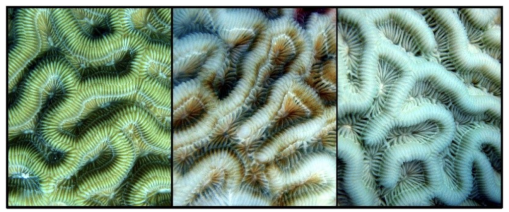 Three images of coral - A bleaching coral is healthy (left), pale (middle) then bleached (right). 

Attribution: Mote Marine Lab 