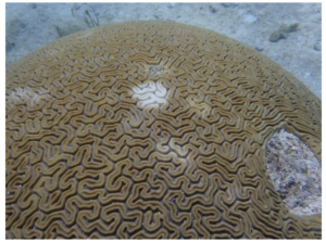 Paling Grooved Brain Coral (Diploria Labyrinthiformis) in Rock Key.  
