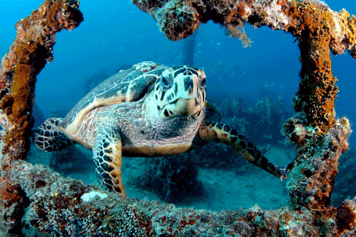 Artifical Coral Reefs at Turtle Cove