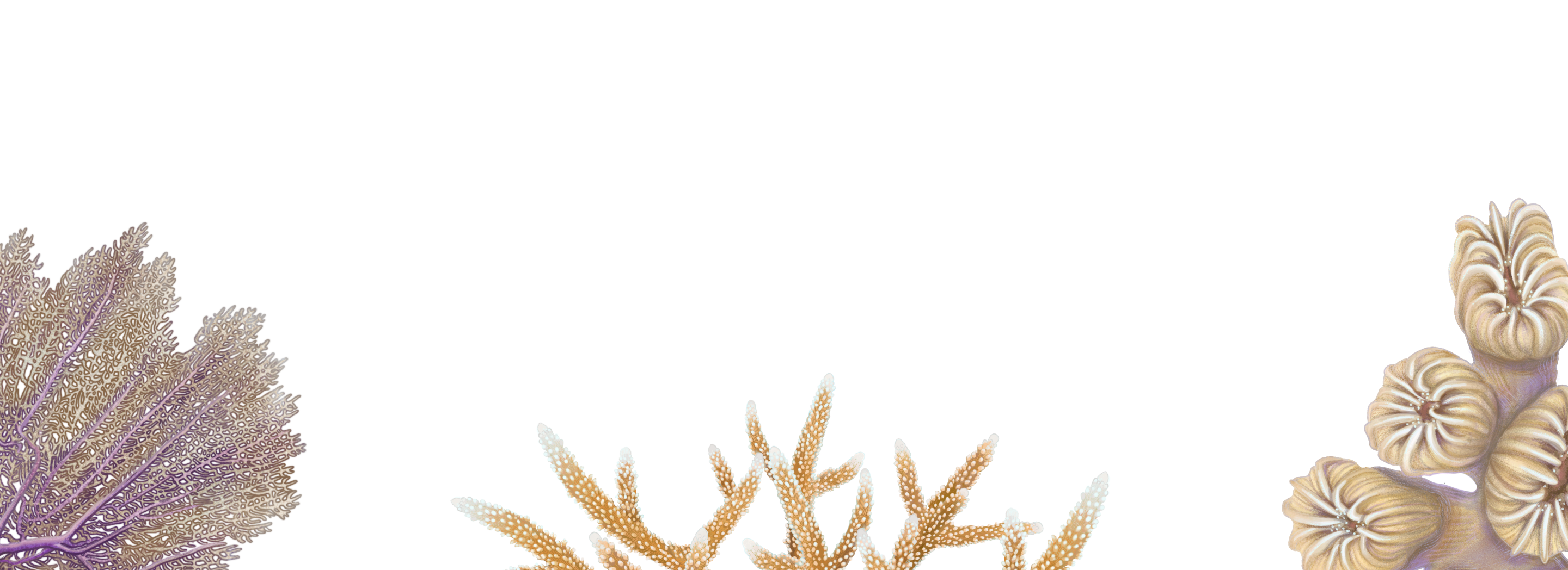 coral illustrations