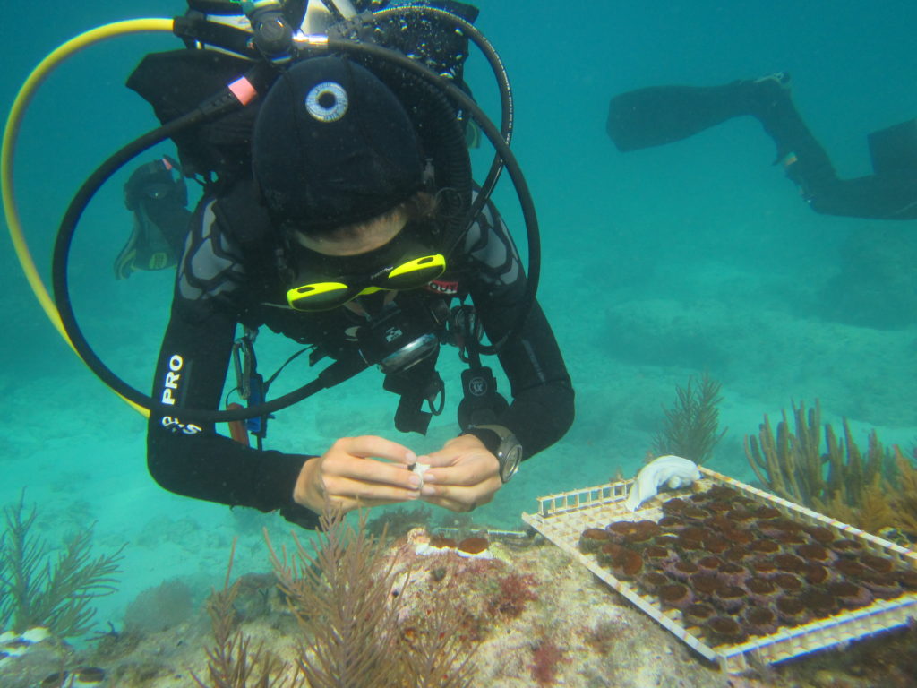 A diver outplanting corals on Florida’s Coral Reef. 

Attribution: Sarah Hamlyn, Mote Marine Laboratory 