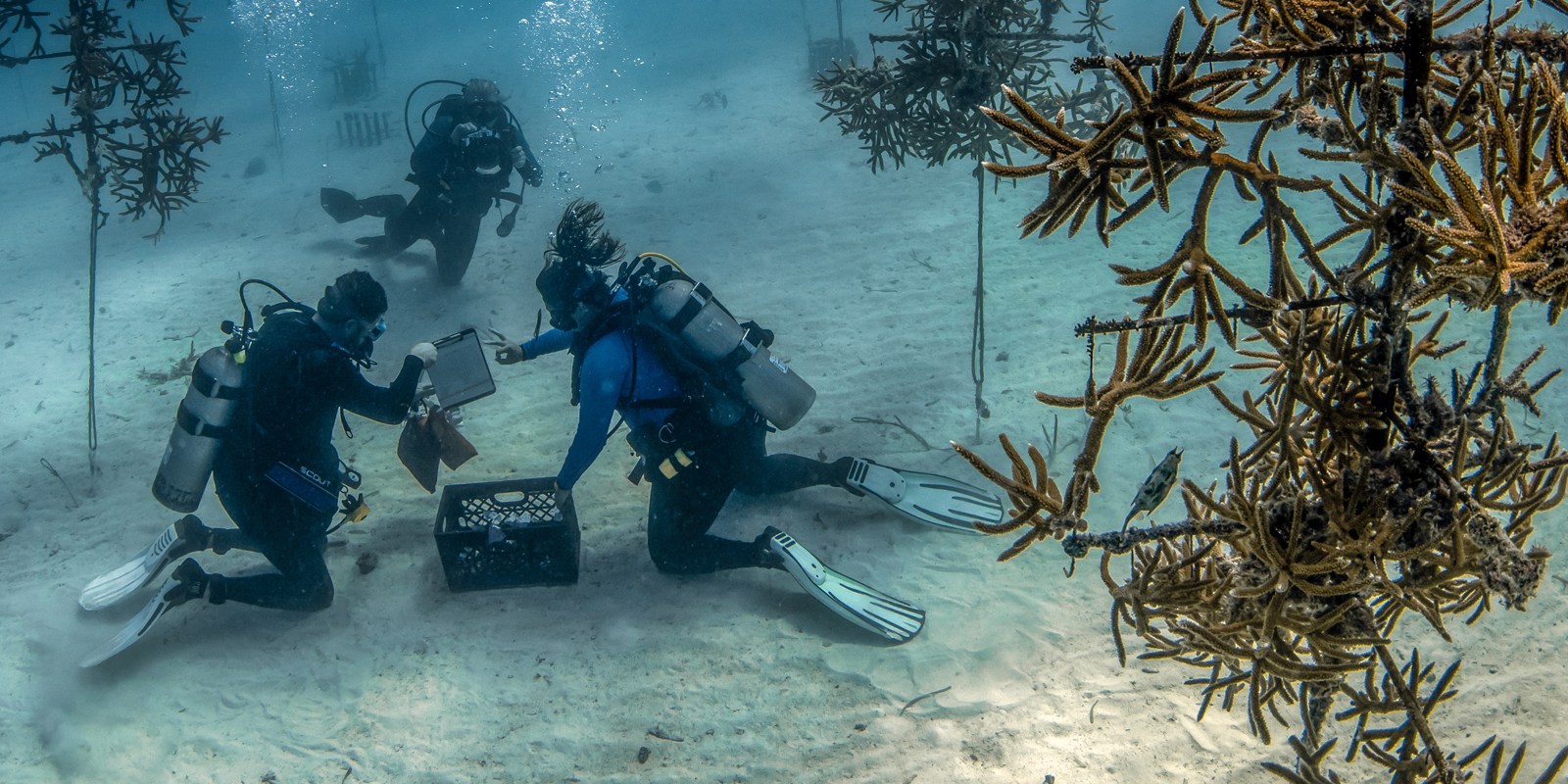 Conservation - Florida's Coral Reef