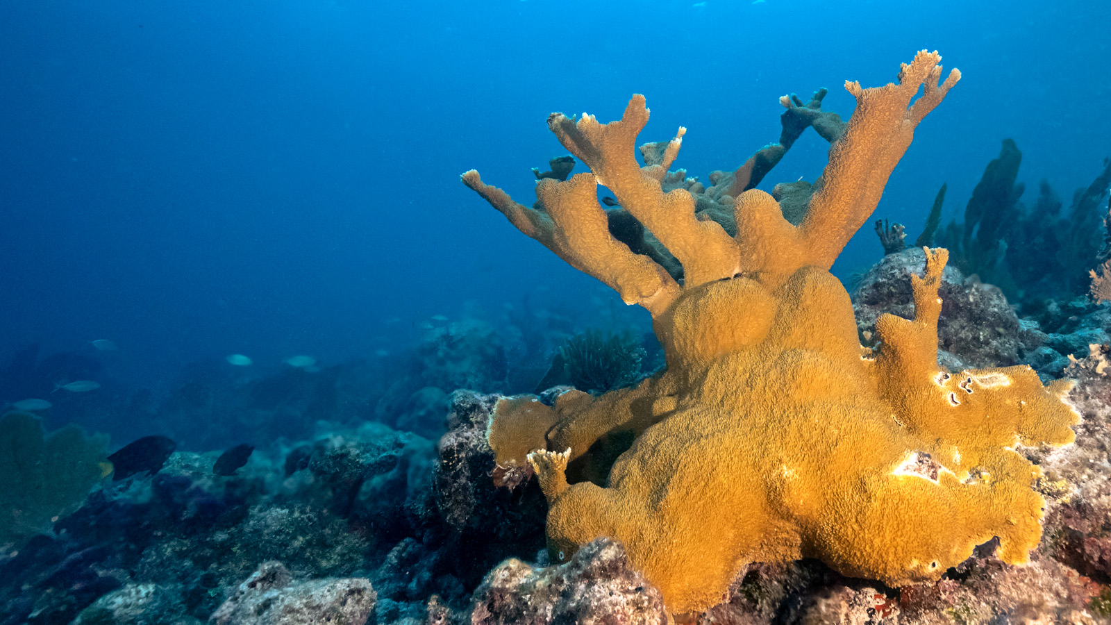 About the Reef - Florida's Coral Reef