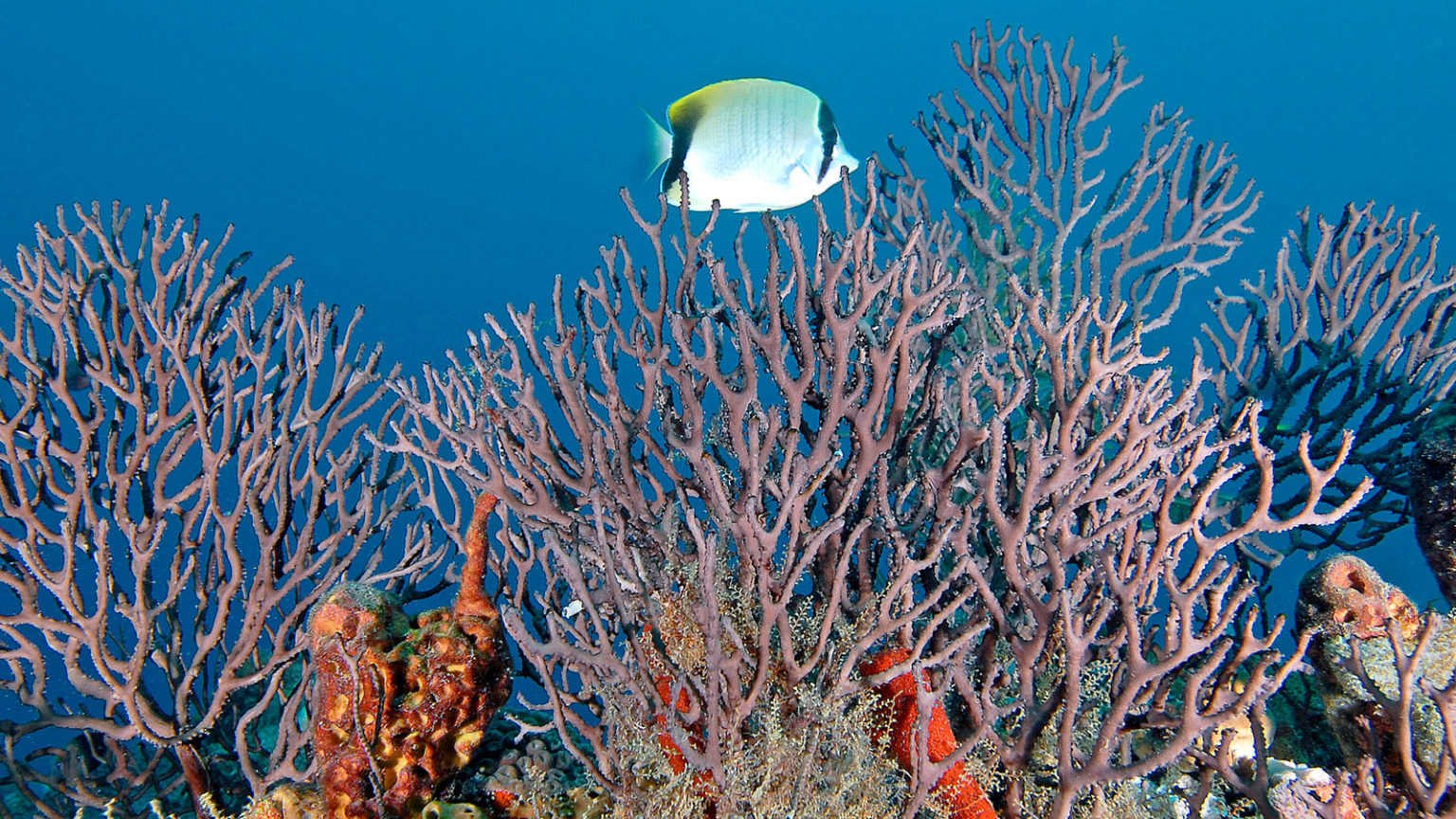 About the Reef - Florida's Coral Reef